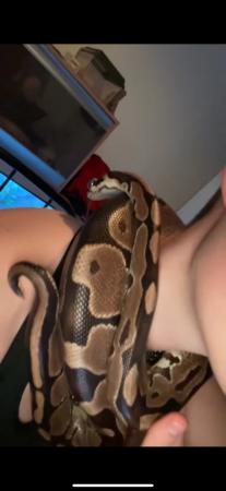Image 4 of 9 year old male balled python for sale