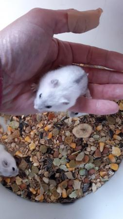Image 2 of Baby winter white dwarf hamsters
