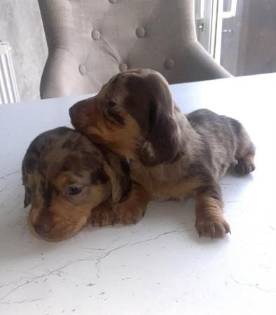 Image 4 of AdorableMiniature dachshunds puppies for sale