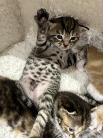 Image 3 of Beautiful kittens available