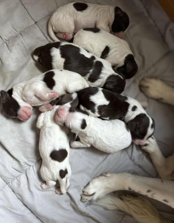 Image 20 of READY NOW Fabulous English springer puppies