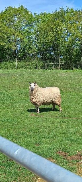 Preview of the first image of 3 year old Kerry Hill ewe for sale.
