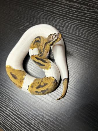 Image 5 of Royal/ball pythons for sale