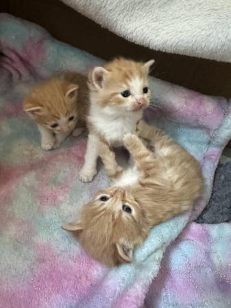 Image 8 of Ginger and white kittens