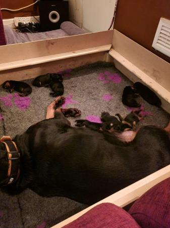 Image 6 of Stunning pure bred rottweiler pups last 3
