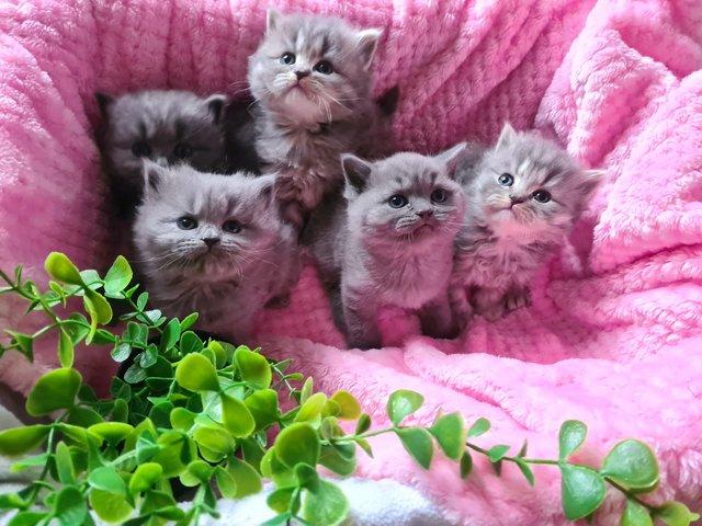 British blue store cats for rehoming