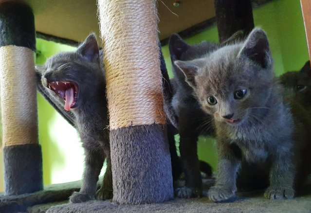 Image 5 of RUSSIAN BLUE KITTENS FOR SALE