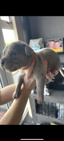 Image 12 of Amazing high quality Cane Corso Puppies