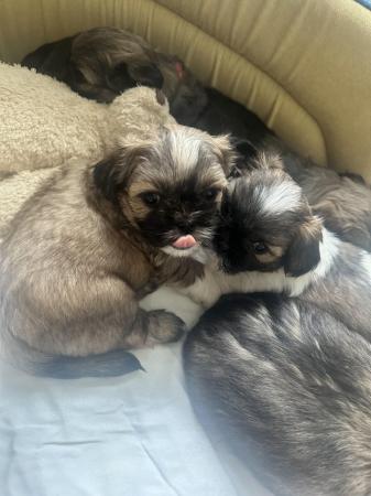 Image 5 of Beautiful litter of shih tzu puppies for sale