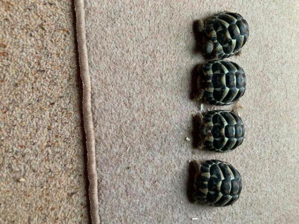 Image 6 of Two year old Hermanns Tortoises