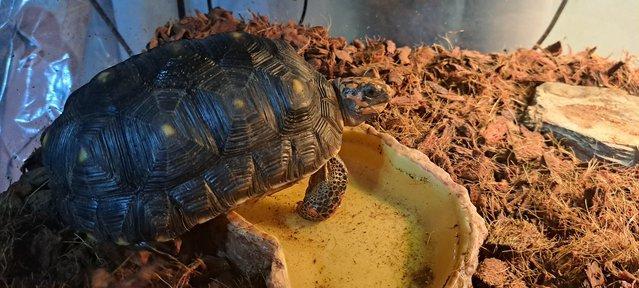 Image 6 of Two Red foot Tortoises With Setup