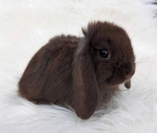 Image 2 of Gorgeous mini lop baby ready now