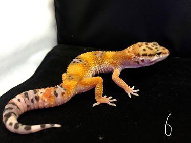 Preview of the first image of Leopard Geckos For Sale at Birmingham Reptiles and Pets.