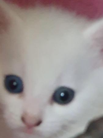 Image 2 of White male kitten, rare eyes