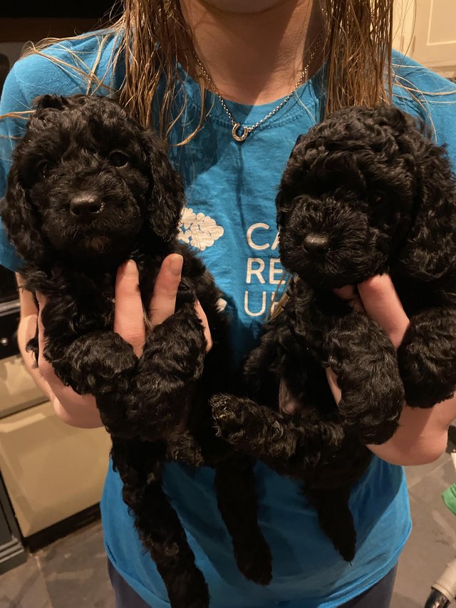 Preview of the first image of Gorgeous Cockapoo puppies.