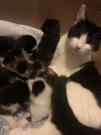 Image 2 of 4 beautiful kittens adopt