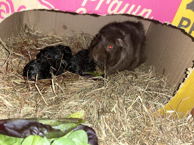 Preview of the first image of 3x male guinea pig babies.