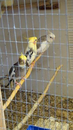 Image 2 of Cockatiels available for sale beautiful birds