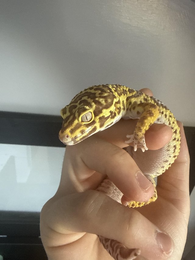 1 year old unsexed leopard jungle gecko — photo 4 of 4