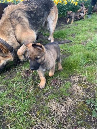 Image 6 of German Shepherd puppies huge straight back 3 boys left.
