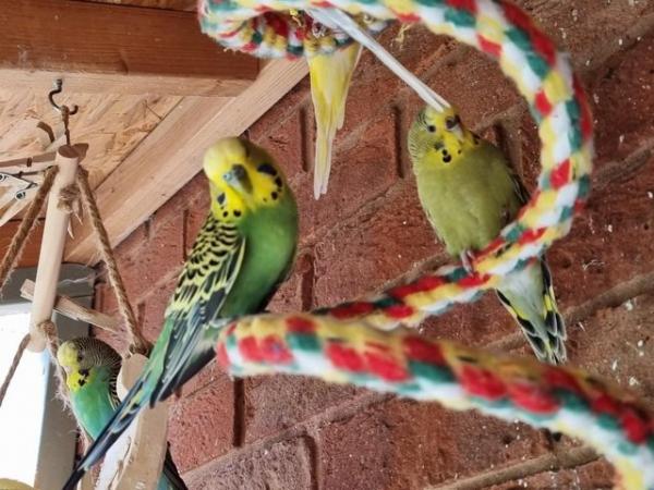 Image 2 of Budgies for sale babies around 8 weeks old