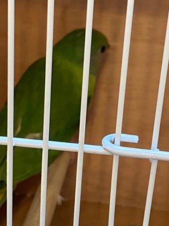 Image 4 of Plum Head Parakeets Parent Reared