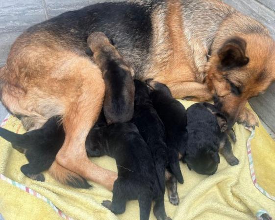 Image 7 of German shepherd puppies for sale
