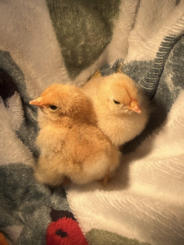 Preview of the first image of Day old lemon bantam chicks.