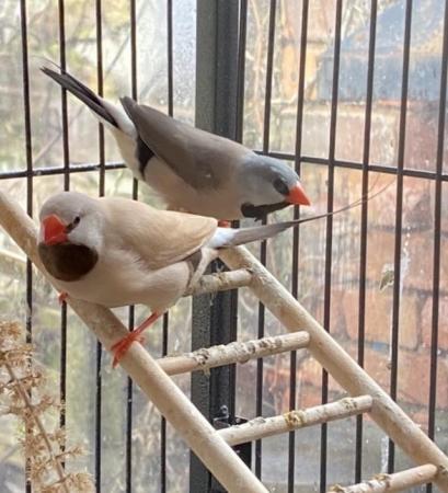 Image 4 of Red Face Parrot Finches & blue Parrot Finches. Others availa