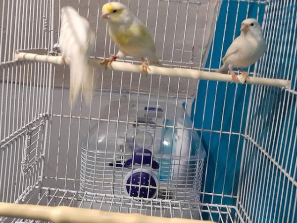 Image 5 of 2 white male canaries all singers
