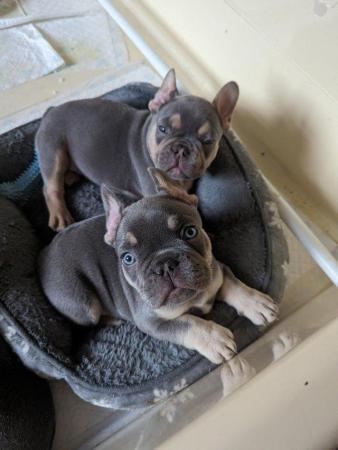 Image 3 of Stunning healthy KC 5 gen frenchie pups (3 males left)