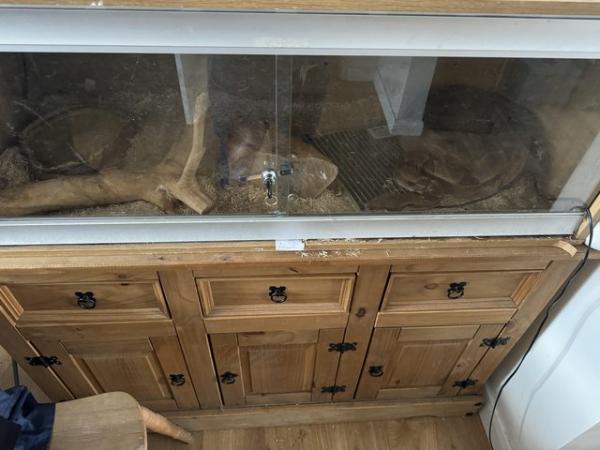 Image 3 of Female boa constrictor and vivarium for sale