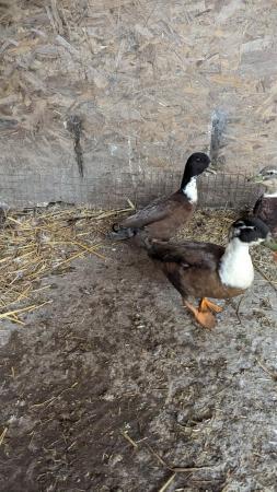 Image 2 of Male call ducks, 1 year old