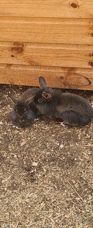 Image 2 of Two beautiful boys mixed half lion lop bunnies