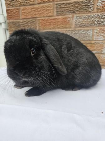 Image 4 of Young adult female mini lop