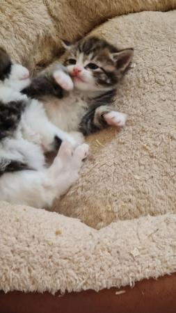 Image 1 of Beautiful cute fun loving 9 weeks old kittens