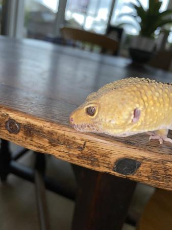 Image 5 of Leopard Gecko- Male, 3 Years Old