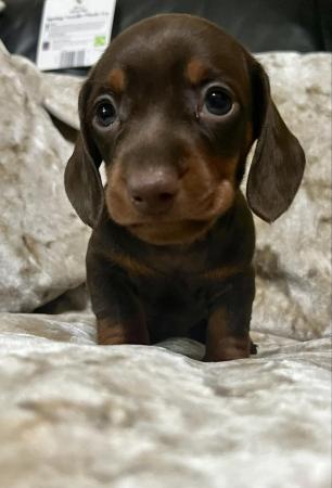 Image 15 of Minature dachshund puppy girl left