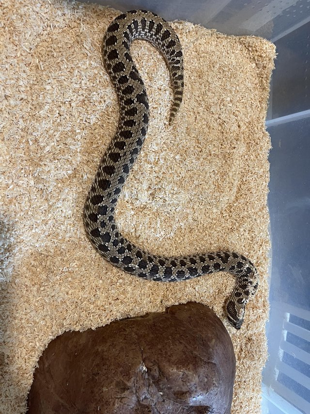 Preview of the first image of Various snakes for sale - black blood, gopher snake etc.