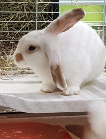 Image 1 of Rabbits for sale at Animaltastic