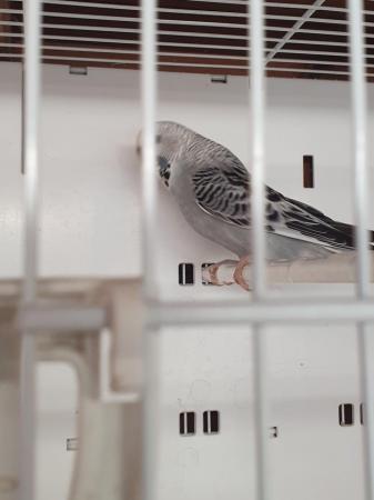 Image 3 of I have 4 pair of breeding Budgies.  Good healthy birds
