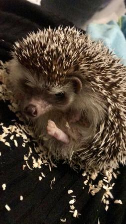 Image 3 of African pygmy hedgehog male