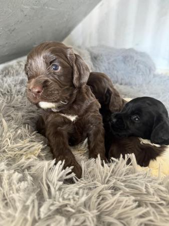 Image 1 of Sprocker puppies for sale