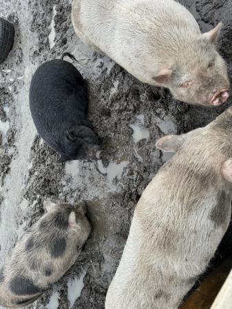 Image 2 of 4 friendly pet pigs (3 male, 1 female)