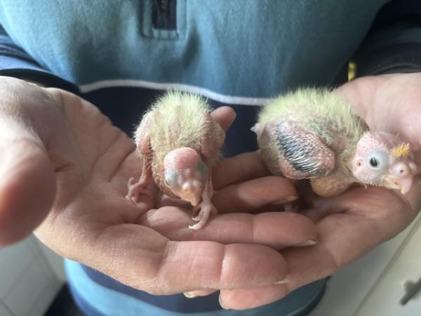 Image 5 of Hand reared cockatiels for sale, ready to leave soon