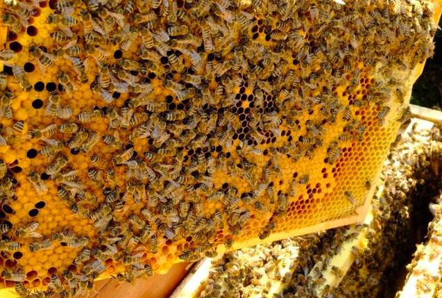 Image 1 of 14 x 12 Bee Nuc from a VSH II Buckfast breeder queen.