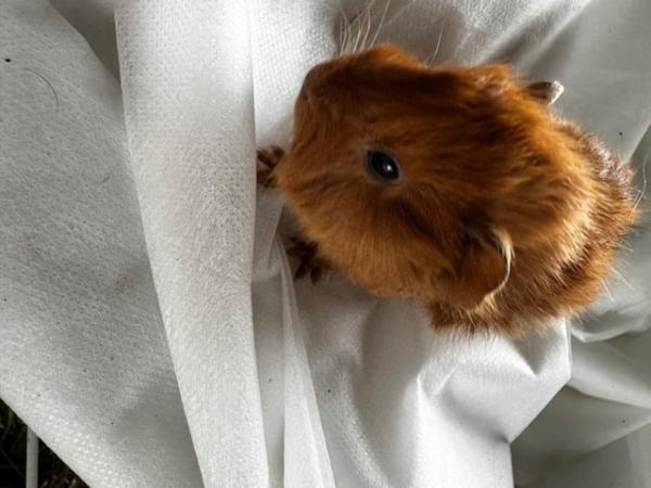 Image 16 of Baby Guineapigs boys and girls