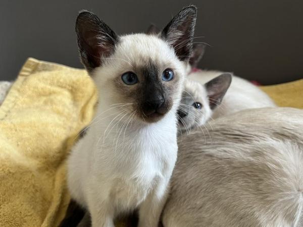 Image 3 of Adorable 100% pure Siamese kittens available