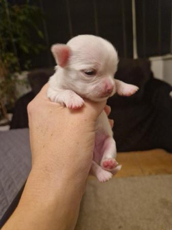 Image 4 of KC Registered Chihuahua Puppy for Sale