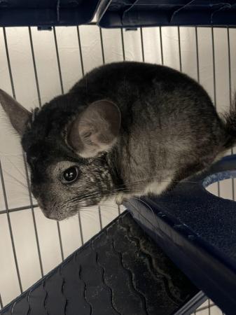 Image 3 of 2x Chinchillas with cage and accessories for sale